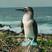 Blue-footed Booby